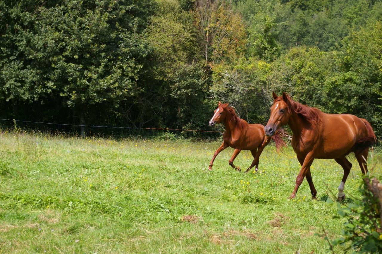 Gite L'Appel De La Foret Betplan Exteriér fotografie